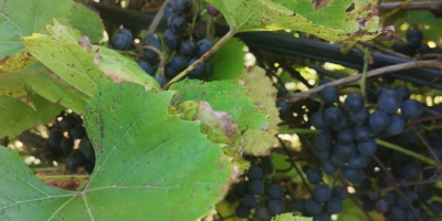 Hola uvas negras ecológicas Precio a acordar llamar al