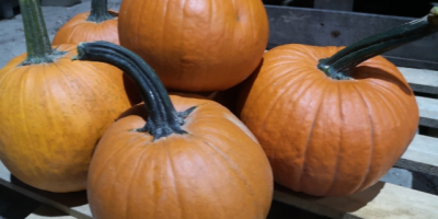 Venderé calabazas gomez. Peso de 1 a 5 kg.