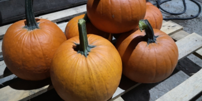 Venderé calabazas gomez. Peso de 1 a 5 kg.