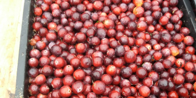 Venderé arándanos de frutos grandes de mi propia plantación.