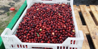 Venderé arándanos de frutos grandes de mi propia plantación.