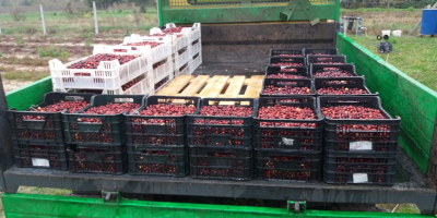 Venderé arándanos de frutos grandes de mi propia plantación.