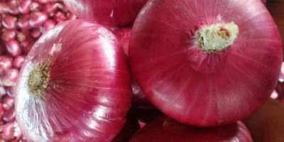 Ya sean cebollas blancas, rojas o amarillas, estas verduras