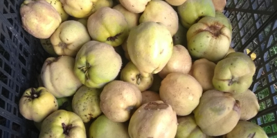 Venderé un membrillo de manzana de mi propio huerto,