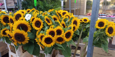 Hermoso girasol, cultivo ecológico. Bienvenido.