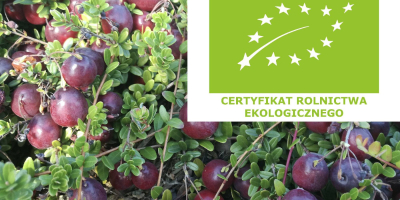 ARÁNDANO ECOLÓGICO con Certificado Ecológico. Arándanos orgánicos de cultivo