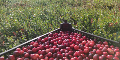 ARÁNDANO ECOLÓGICO con Certificado Ecológico. Arándanos orgánicos de cultivo