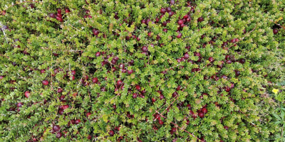 ARÁNDANO ECOLÓGICO con Certificado Ecológico. Arándanos orgánicos de cultivo