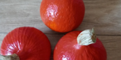 Venderé calabazas Hokkaido Orange, Małopolska, Chrzanów poviat, peso de