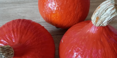 Venderé calabazas Hokkaido Orange, Małopolska, Chrzanów poviat, peso de