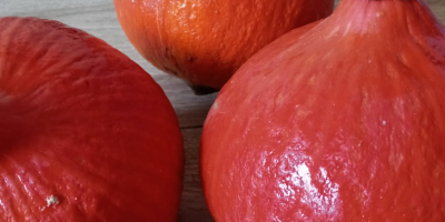 Venderé calabazas Hokkaido Orange, Małopolska, Chrzanów poviat, peso de