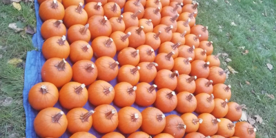 Vendo grandes cantidades de Calabaza, calibre 1-12 kg. Halloween