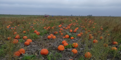 Vendo grandes cantidades de Calabaza, calibre 1-12 kg. Halloween