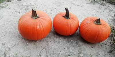 Vendo grandes cantidades de Calabaza, calibre 1-12 kg. Halloween