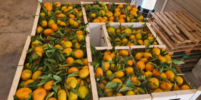 Laverida venderá naranjas españolas y mandarinas Iwasaki españolas. Fruta
