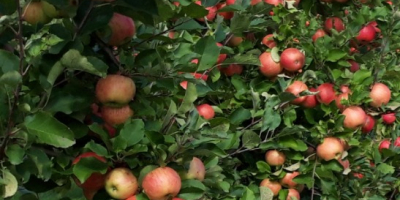 Venderé manzanas orgánicas para mousse. Romper. Certificado ecológico.