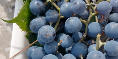 Venderé uvas negras de mi propia parcela. Son perfectos