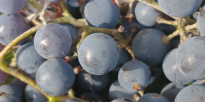 Venderé uvas negras de mi propia parcela. Son perfectos