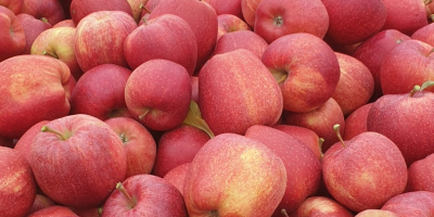 Hola, vendo manzana Gala, rayada. Manzana de plantaciones jóvenes.