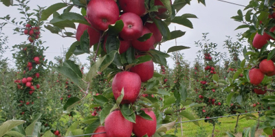 Hola, vendo manzana Gala, rayada. Manzana de plantaciones jóvenes.