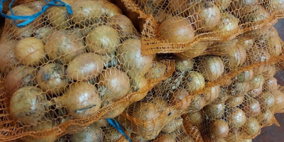 Vendo zanahorias, cebollas, remolacha, perejil y una cantidad mínima.