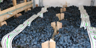 Venta de uvas de Moldavia.