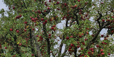 Manzanas frescas del huerto.