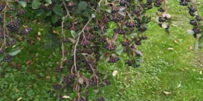 Aronia de mi jardín, para mi propio uso. No