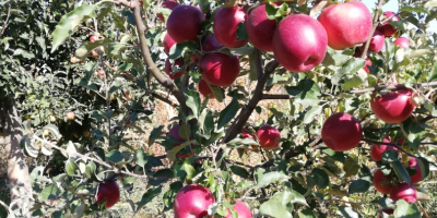 De 10 árboles en el huerto fruta muy sana.