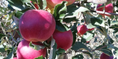 De 10 árboles en el huerto fruta muy sana.