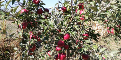 De 10 árboles en el huerto fruta muy sana.