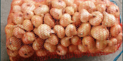 Vendo cebollas rumanas envasadas en sacos de 20 kg.