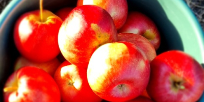 Manzanas directamente del huerto.