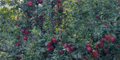 Manzanas directamente del huerto.