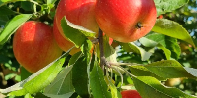 Manzanas directamente del huerto.