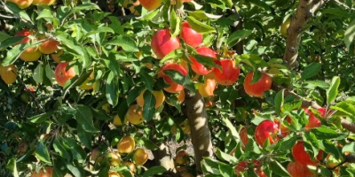 Manzanas directamente del huerto.