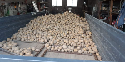 Venta de patatas vineta, posible entrega