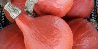 Venderé una calabaza hokkaido de mi propia agricultura ecológica.