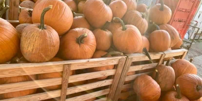 Calabaza para tallar para Halloween! Todavía tenemos calabazas muy