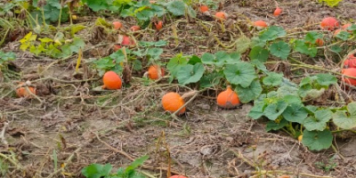 Calabaza de Hokkaido sin fertilizante sin pulverización cantidad 15