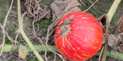 Calabaza de Hokkaido sin fertilizante sin pulverización cantidad 15