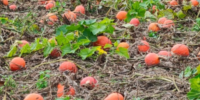 Calabaza de Hokkaido sin fertilizante sin pulverización cantidad 15