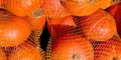 Calabaza de Hokkaido sin fertilizante sin pulverización cantidad 15