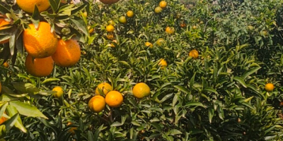 Transporte de frutas bandy, venta de mandarinas orgánicas, recolectadas