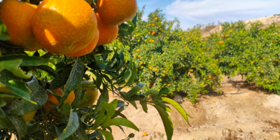 Transporte de frutas bandy, venta de mandarinas orgánicas, recolectadas