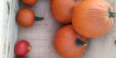 Calabazas para la venta, Hokkaido, Gomez, Spitfire