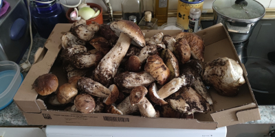 Boletus edulis recolectados en la sierra madrileña