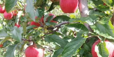 Venderé manzanas, ligol, shampoo, prince, gala y otros. Preparado