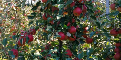 Venderé manzanas, ligol, shampoo, prince, gala y otros. Preparado