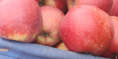 Venderé manzanas, ligol, shampoo, prince, gala y otros. Preparado